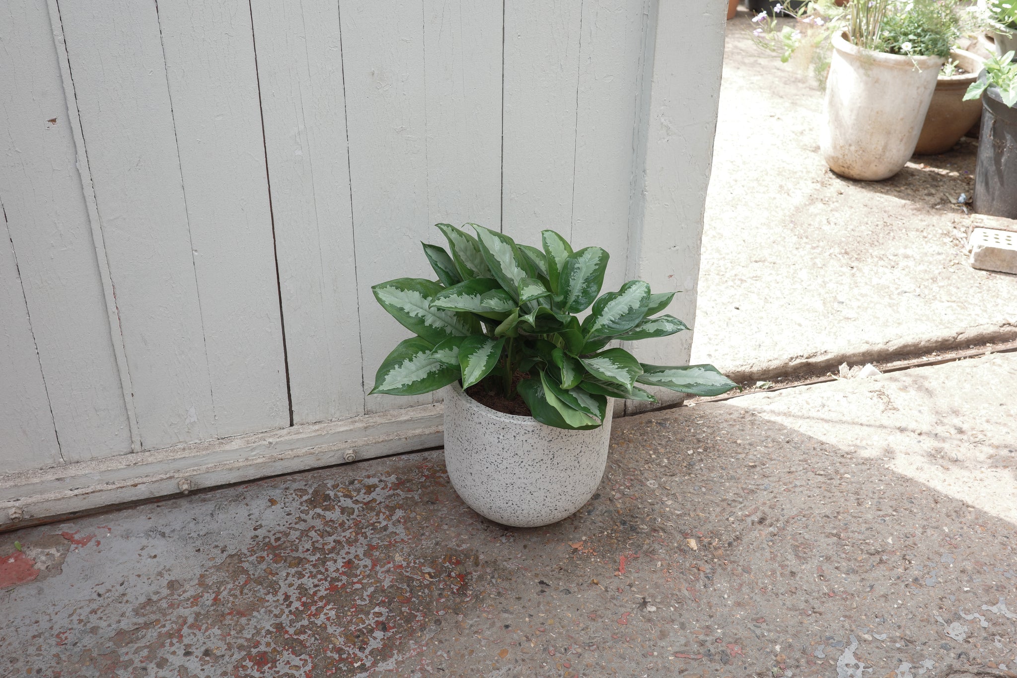 aglaonema pattaya beauty Aglaonema 'Pattaya Beauty' – Conservatory Archives