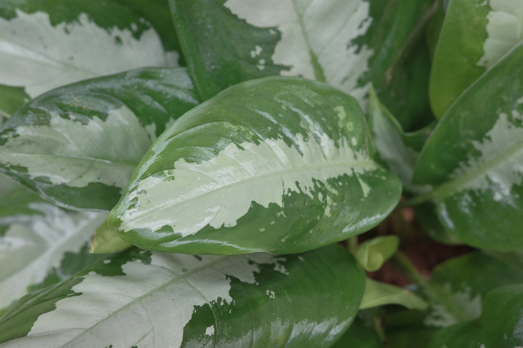 aglaonema pataya Aglaonema 'Pattaya Beauty' – Conservatory Archives