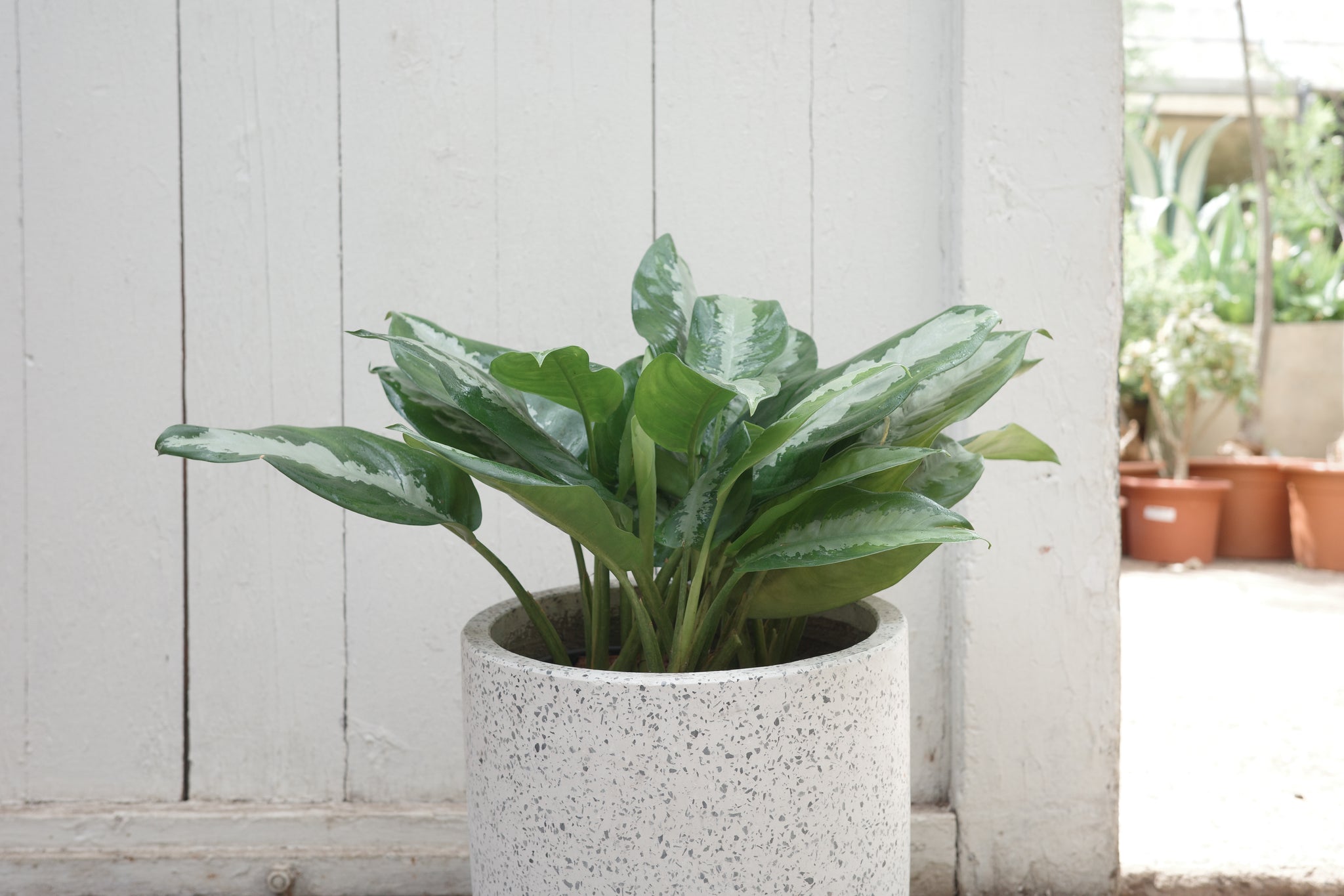 aglaonema pataya Aglaonema 'Pattaya Beauty' – Conservatory Archives