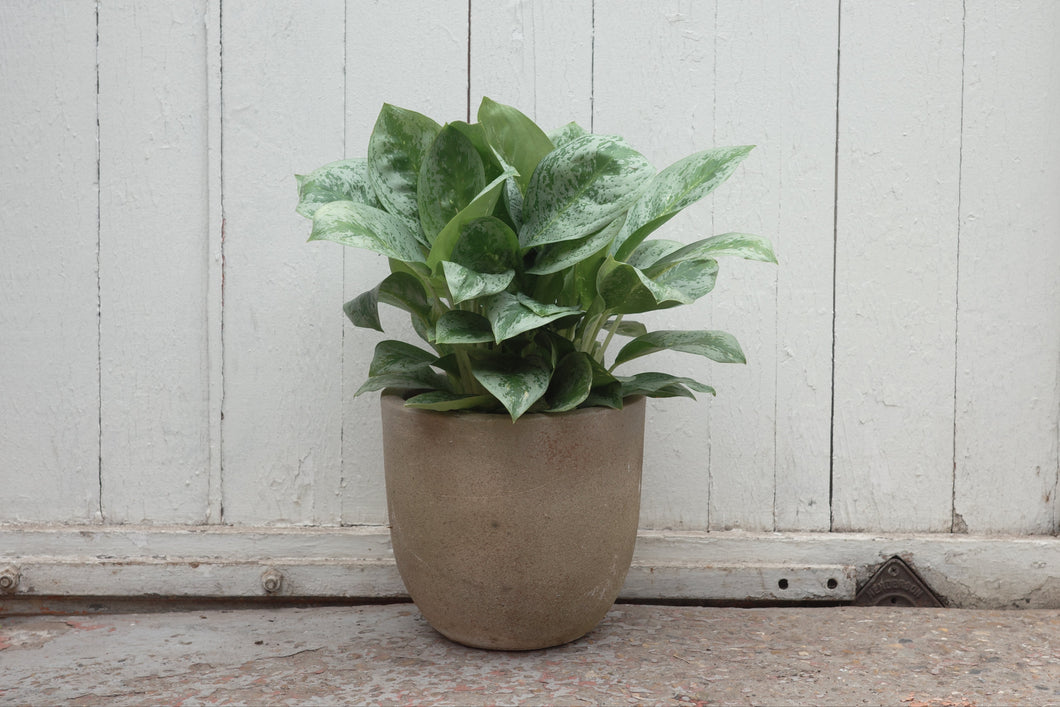 Aglaonema 'Soems Up'