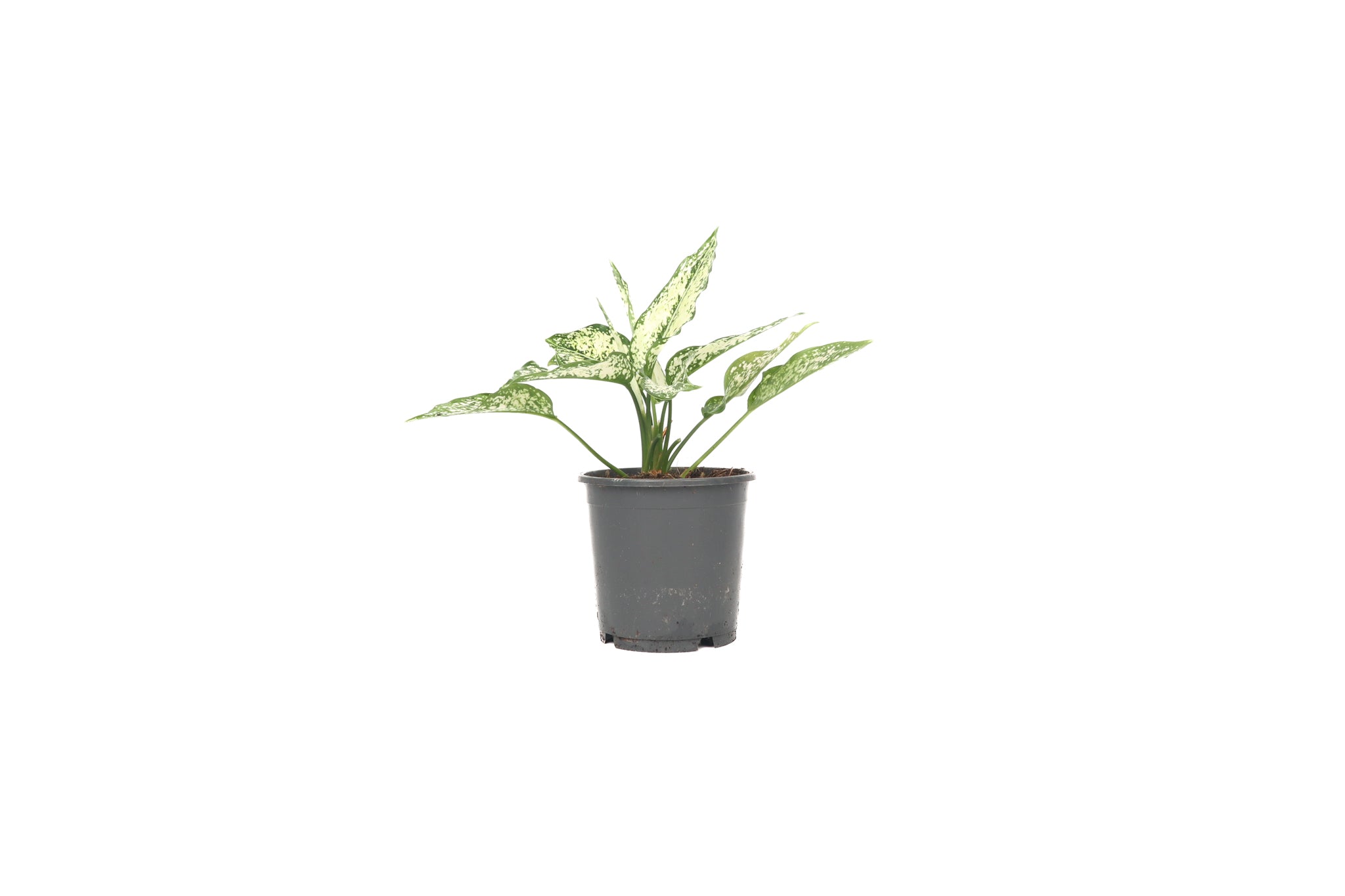 aglaonema white diamond Aglaonema 'White Diamond' – Conservatory Archives