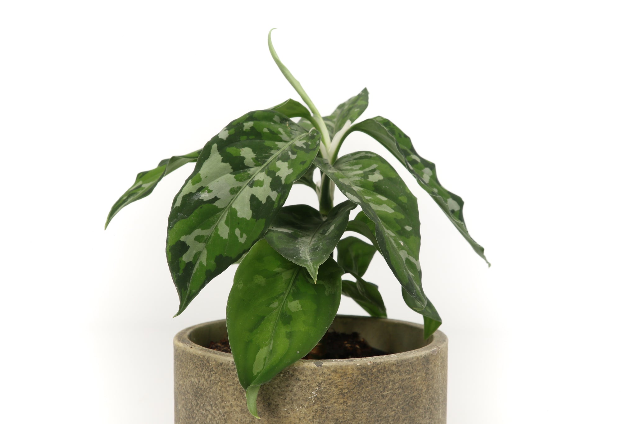 aglaonema pictum tricolour uk Aglaonema pictum 'Tricolor' – Conservatory Archives