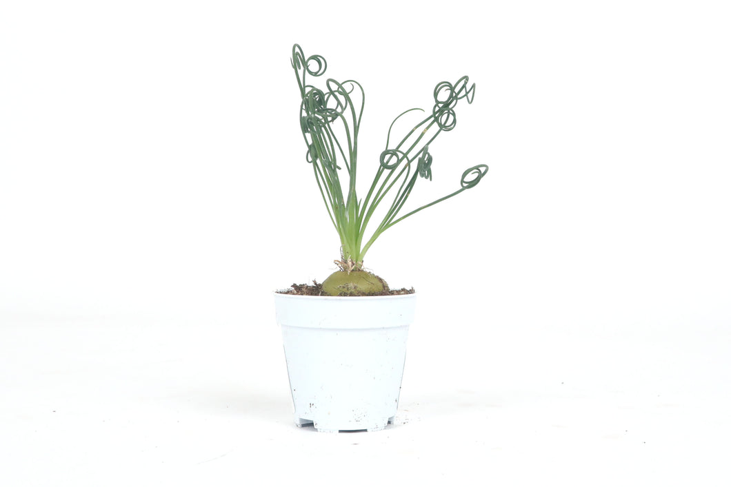 Albuca spiralis