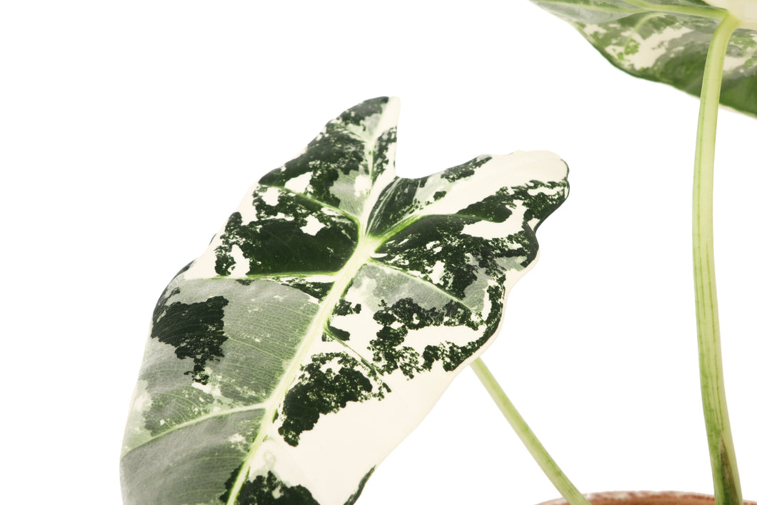 Alocasia 'Frydek' variegata