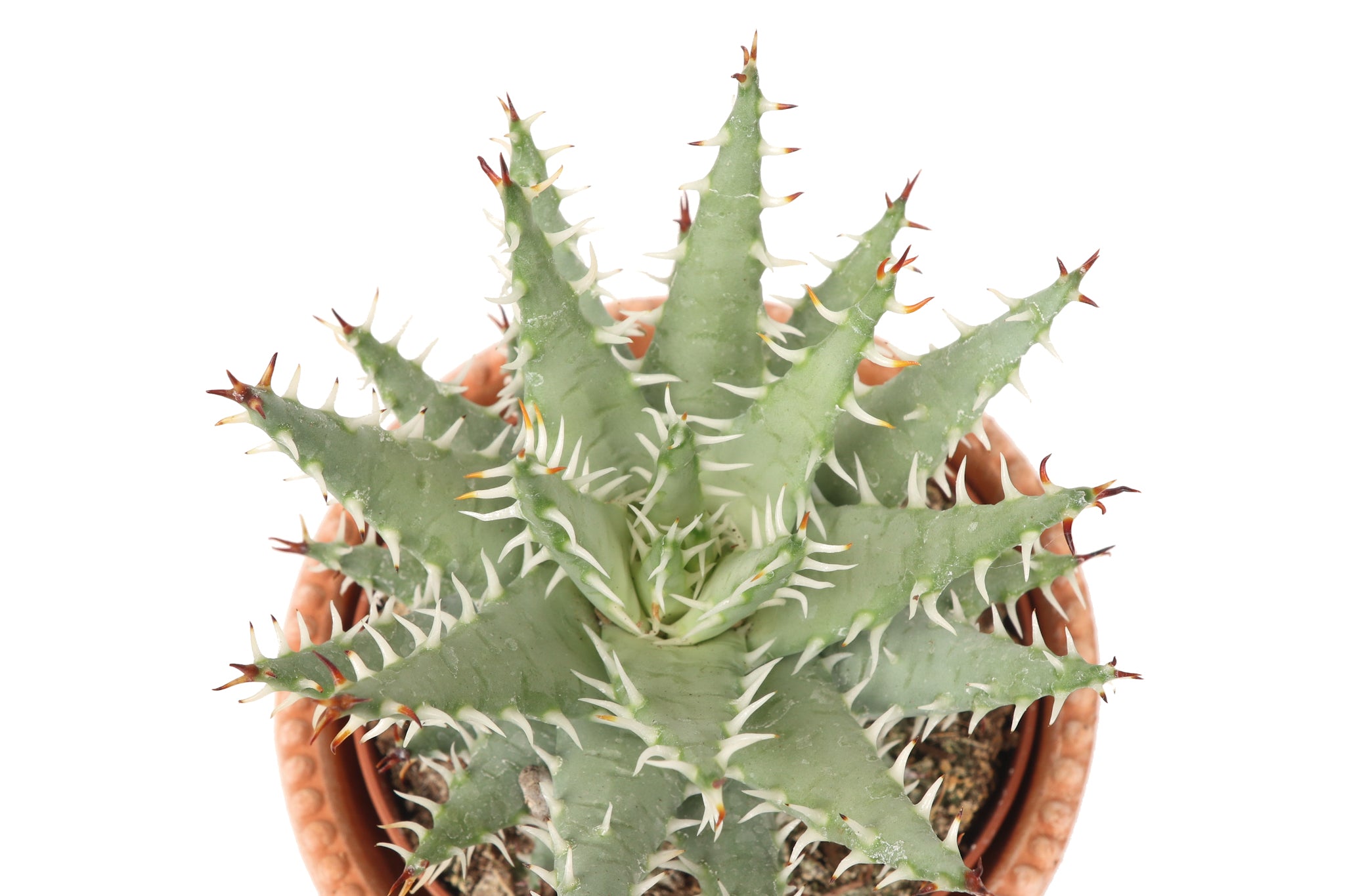 Aloe erinacea – Conservatory Archives
