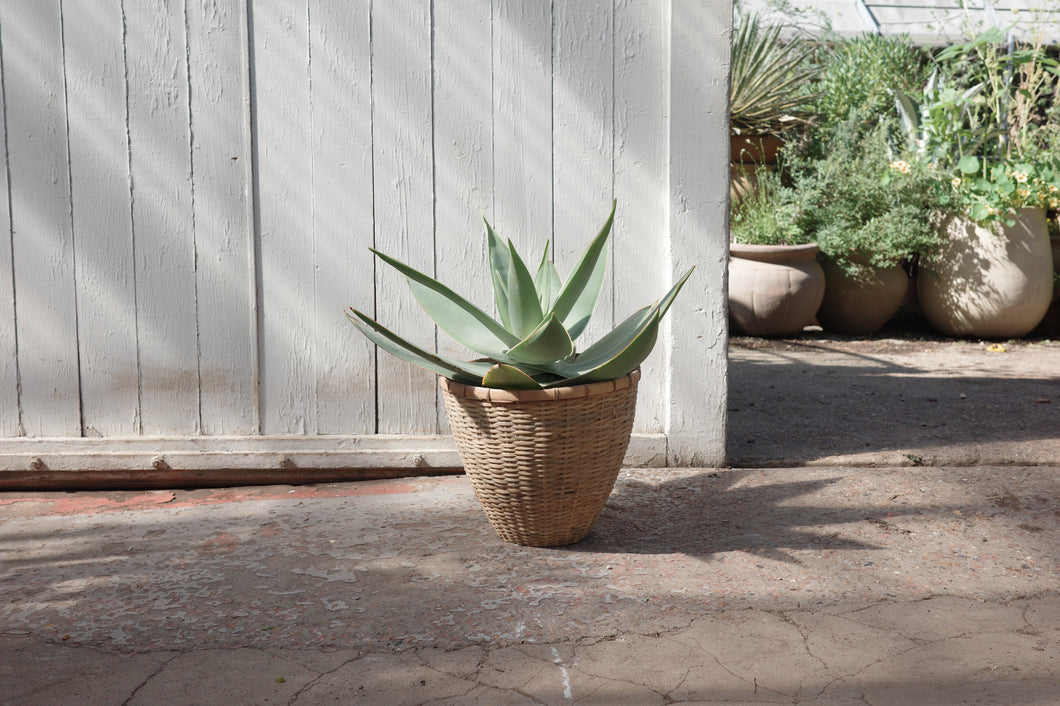 Aloe striata