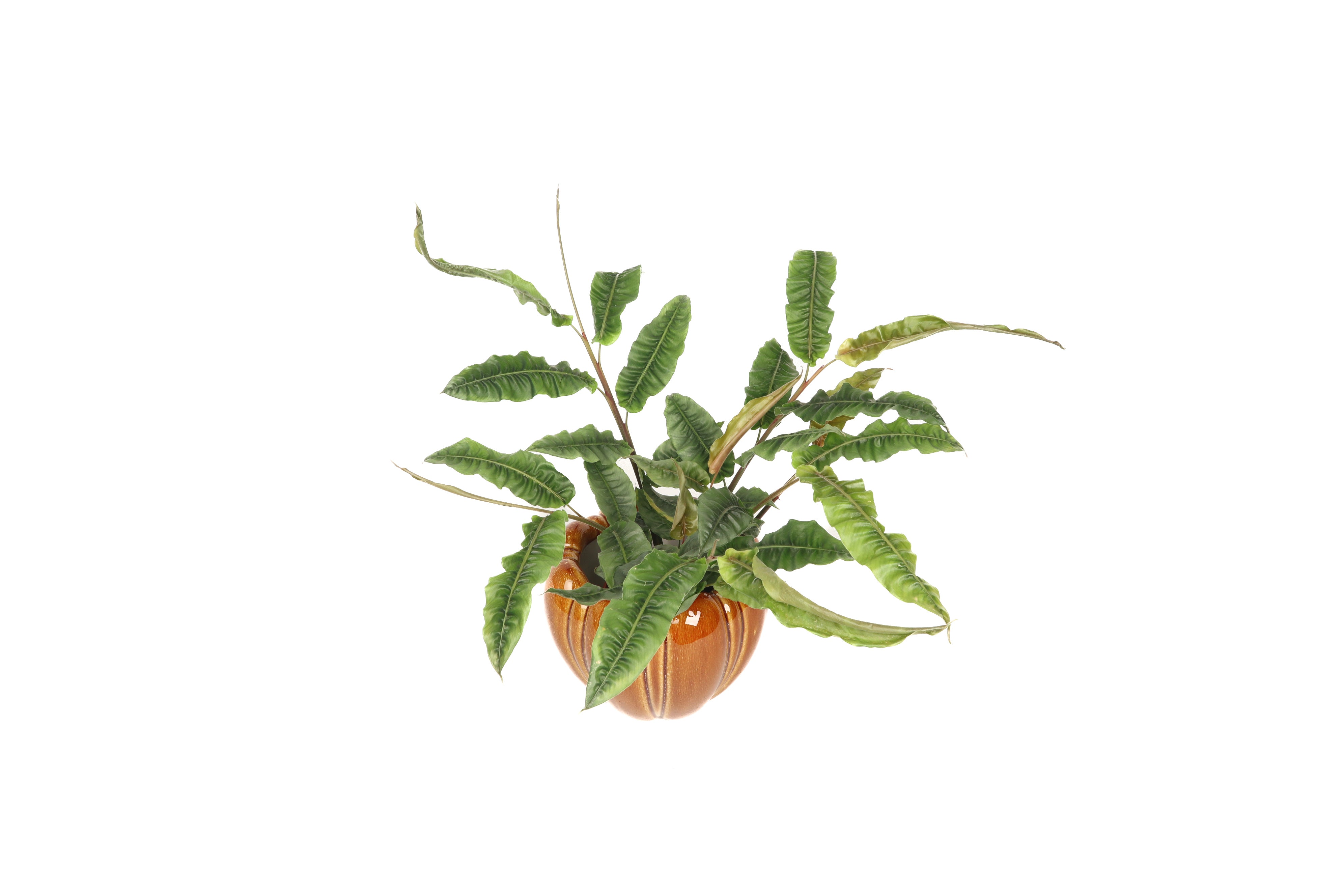 Alpinia rugosa – Conservatory Archives