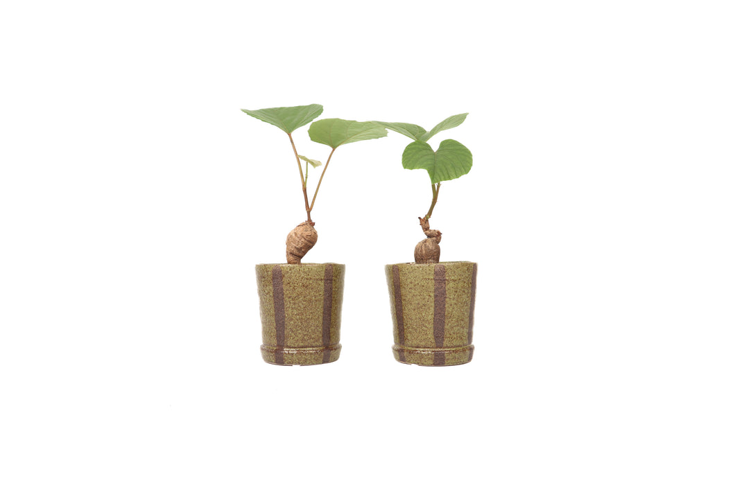 Ampelocissus latifolia