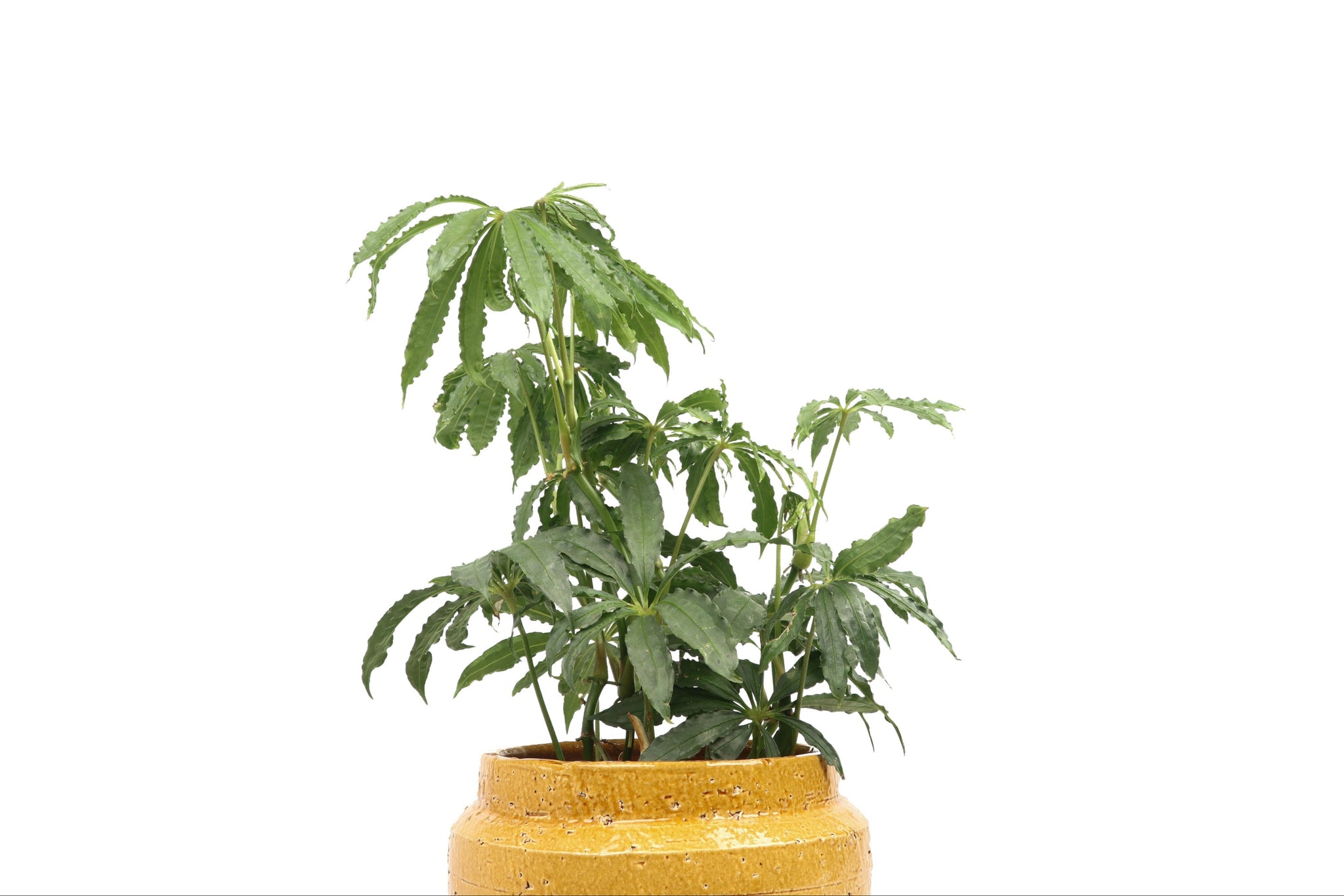 Anthurium polyschistum – Conservatory Archives