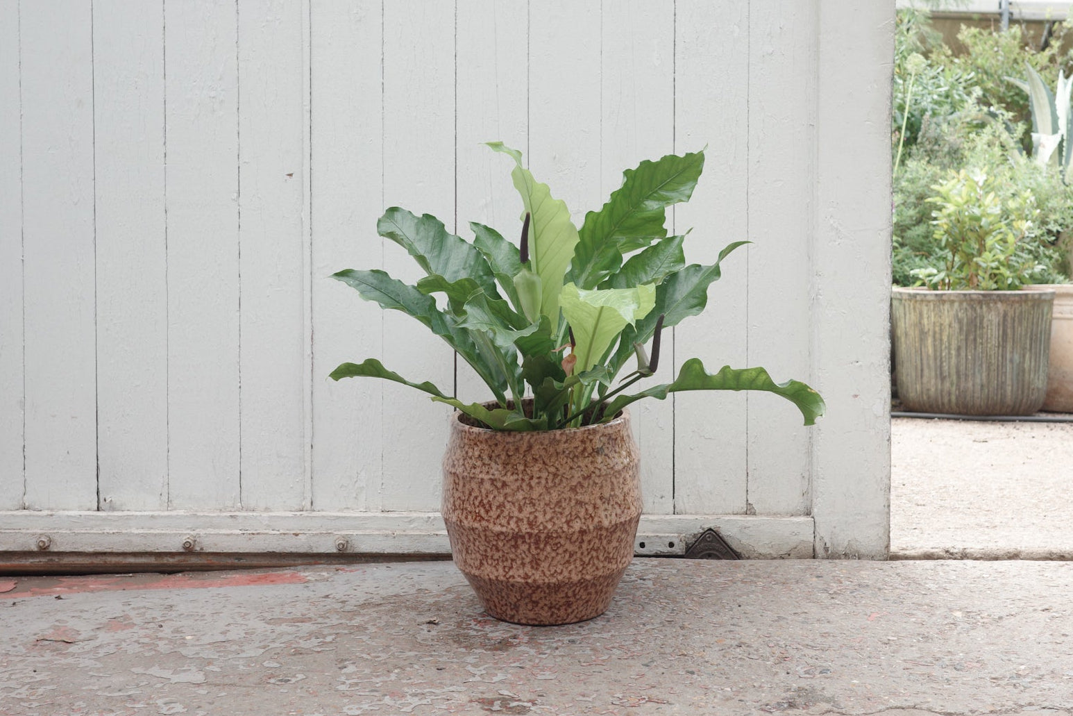 anthurium jungle king for sale Anthurium 'Jungle King' – Conservatory Archives