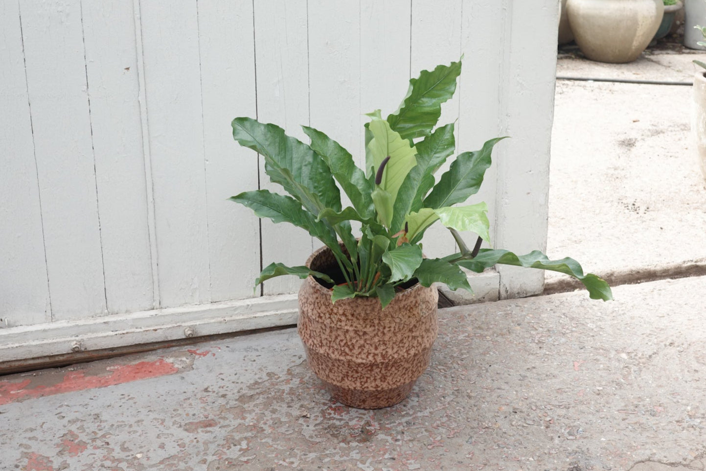 anthurium jungle king flower Anthurium 'Jungle King' – Conservatory Archives