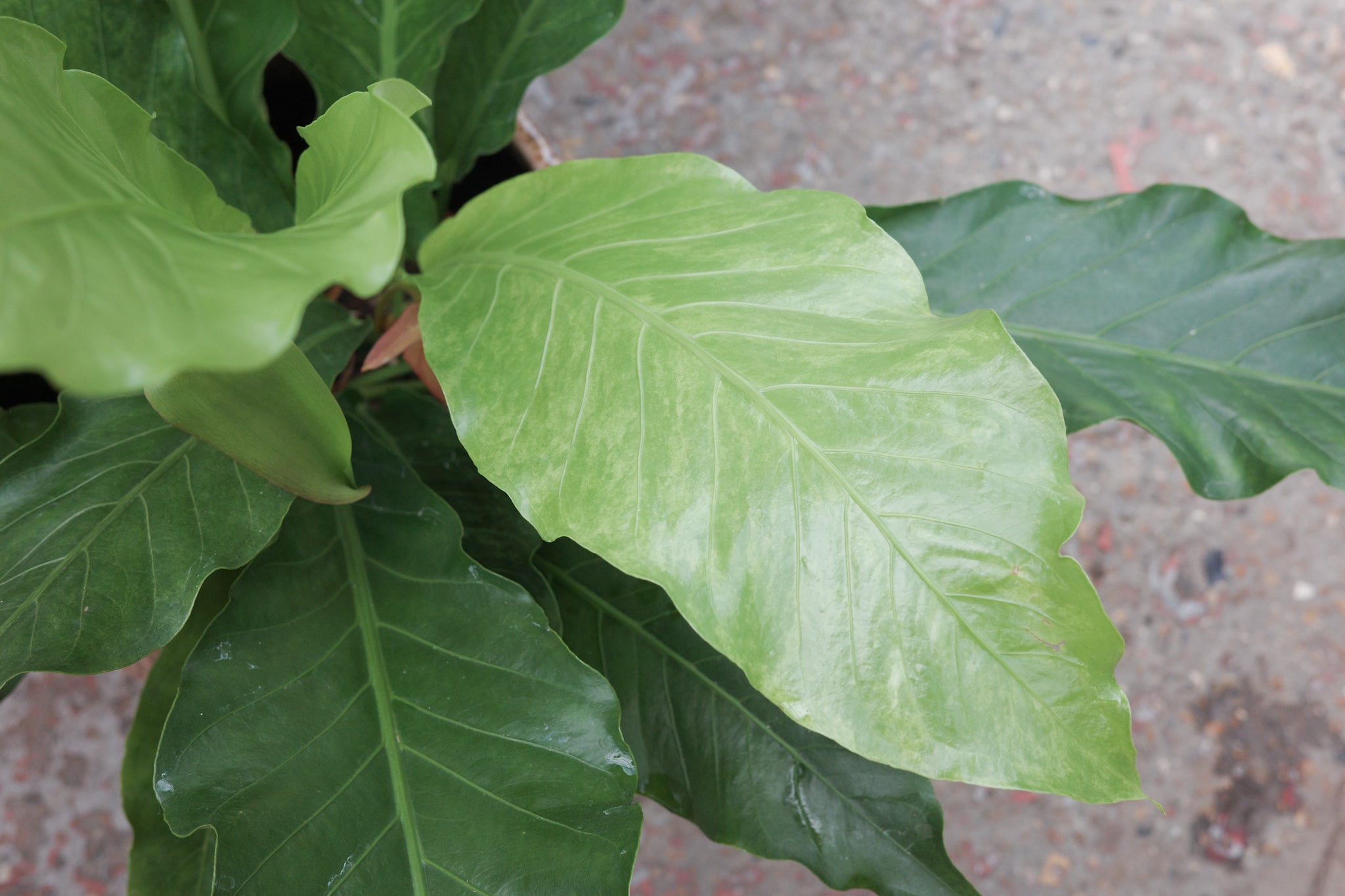 Anthurium 'Jungle King' – Conservatory Archives
