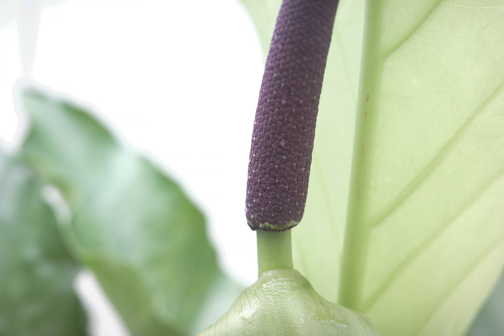 anthurium jungle king for sale Anthurium 'Jungle King' – Conservatory Archives