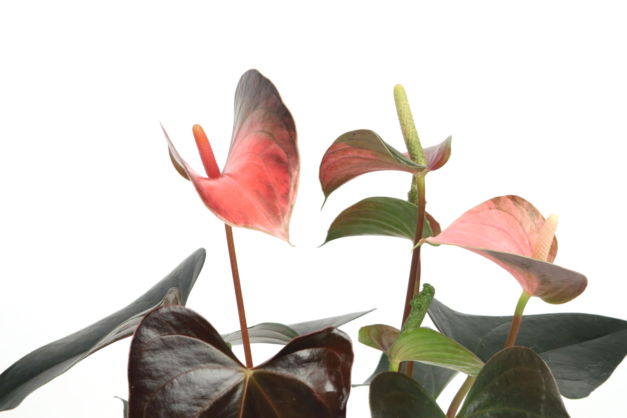Anthurium andraeanum 'Rainbow Champion' – Conservatory Archives