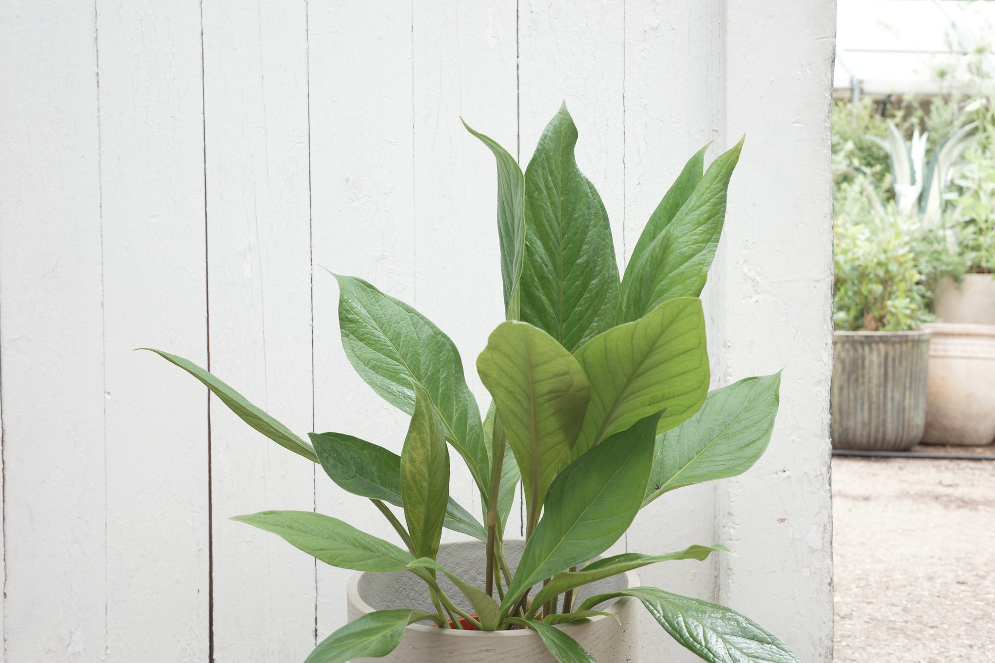 anthurium jenmanii price Anthurium jenmanii – Conservatory Archives