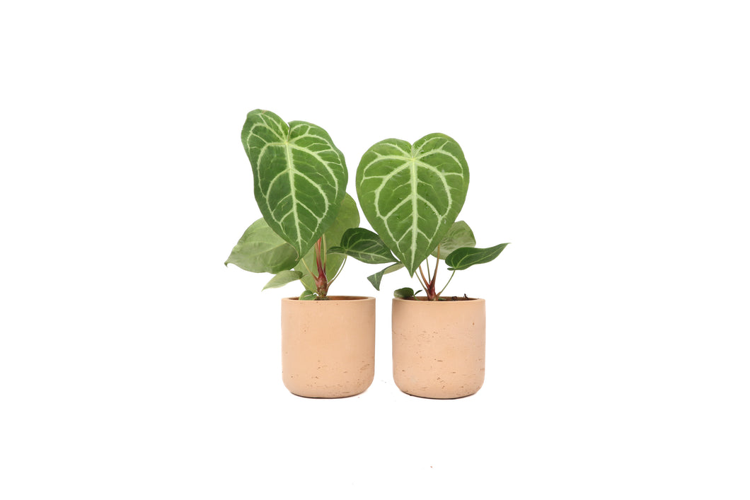 Anthurium magnificum