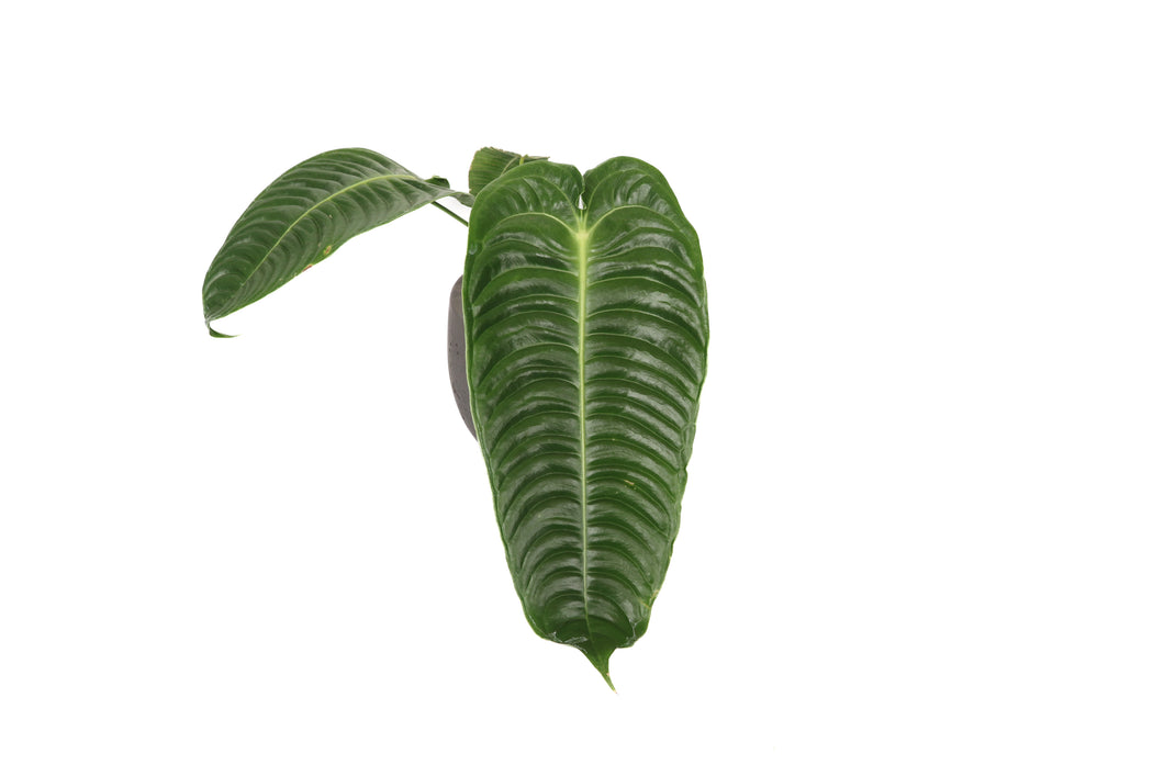 Anthurium veitchii