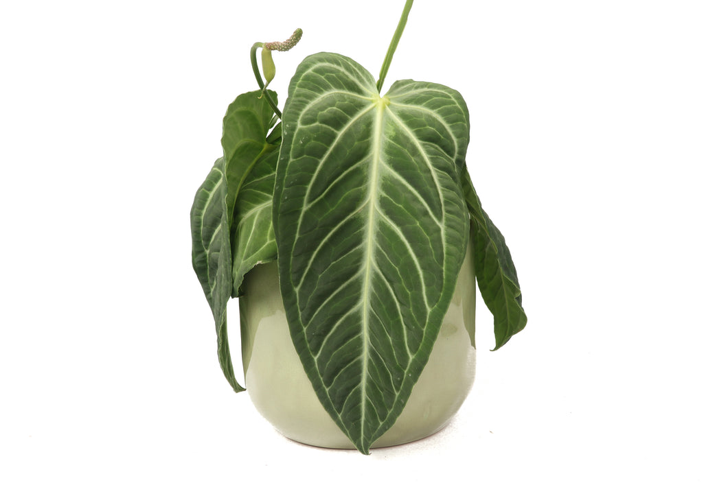 Anthurium villenaorum