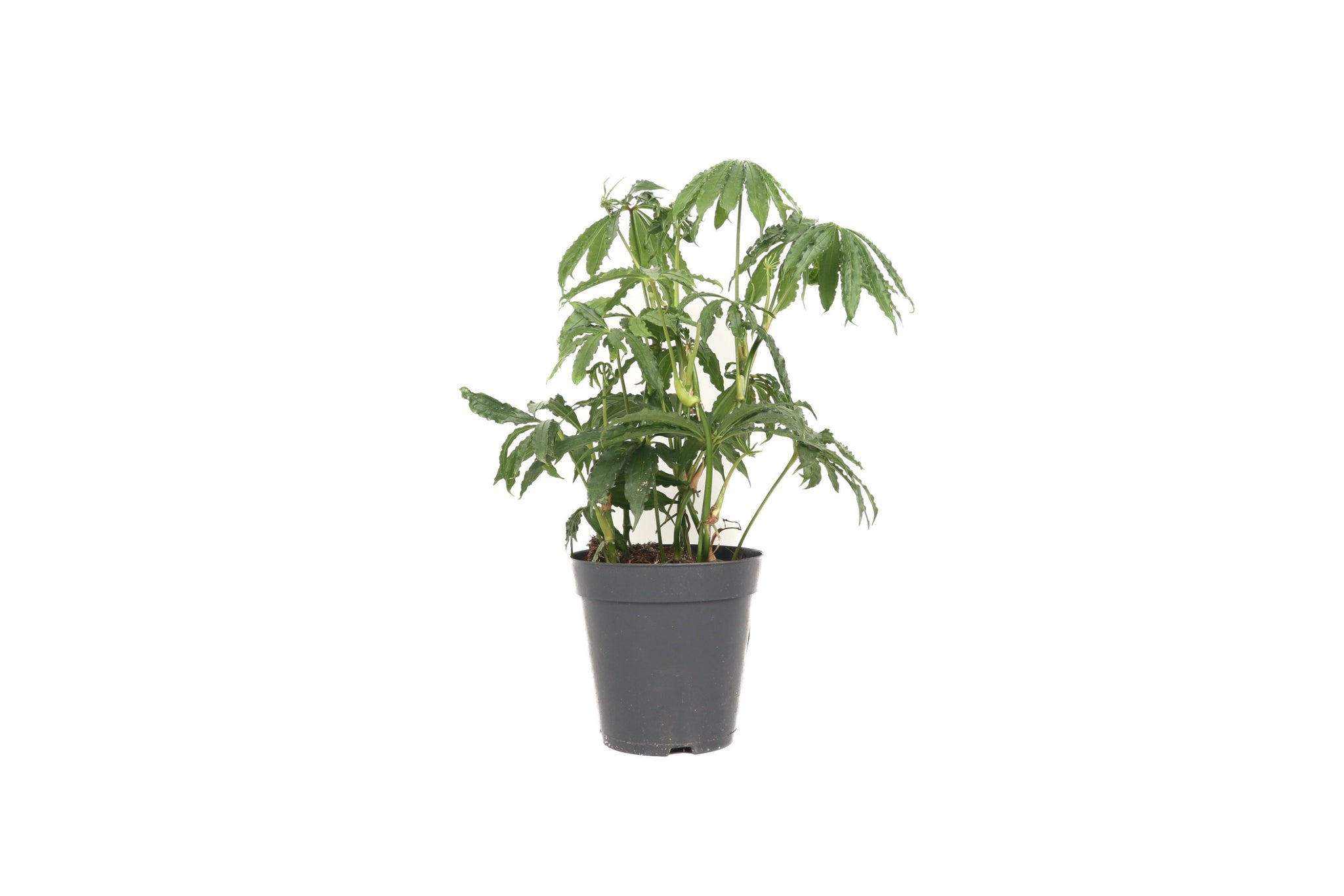 anthurium polyschistum tweed kaufen Anthurium polyschistum – Conservatory Archives