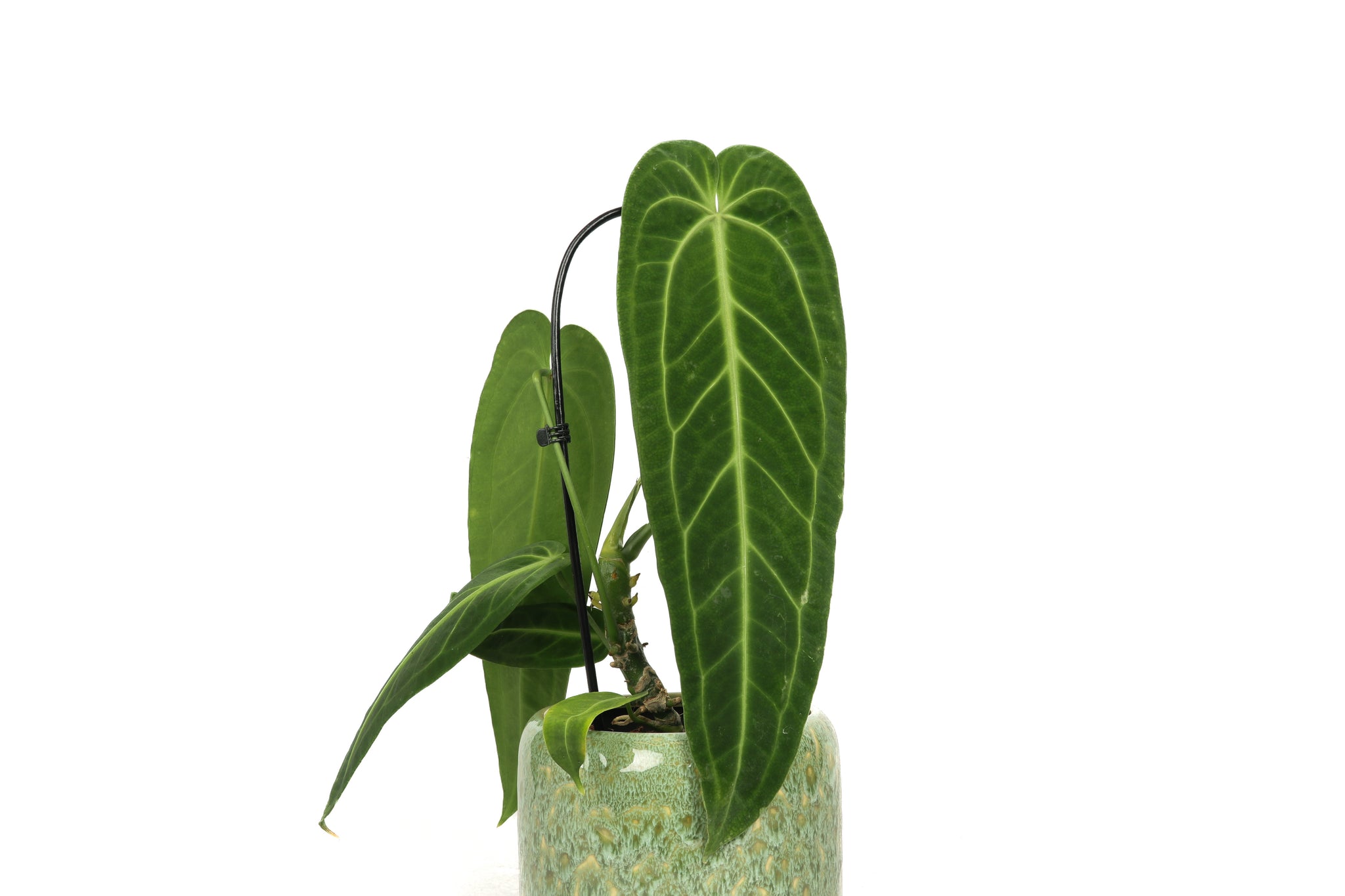 No.027/-TGK-/Anthurium warocqueanum/アンスリウム ワロクアナム