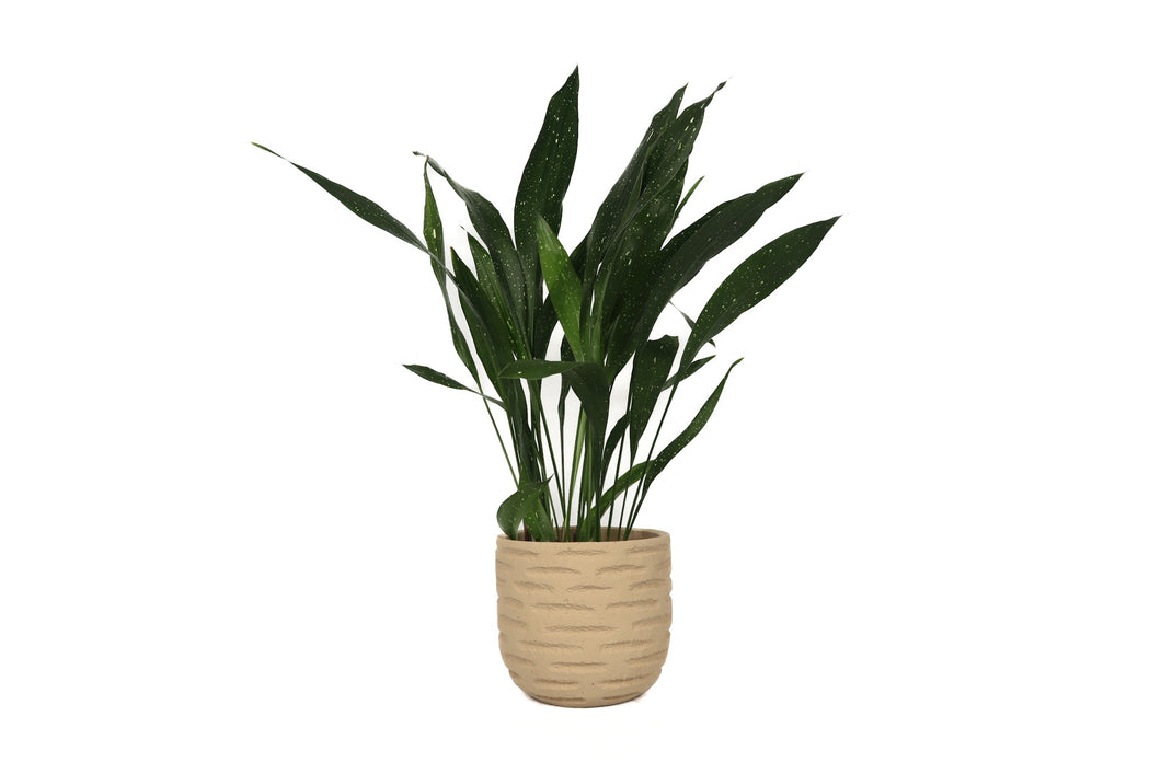 Aspidistra elatior 'Milky Way'