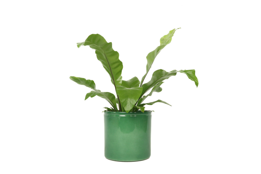 Asplenium nidus