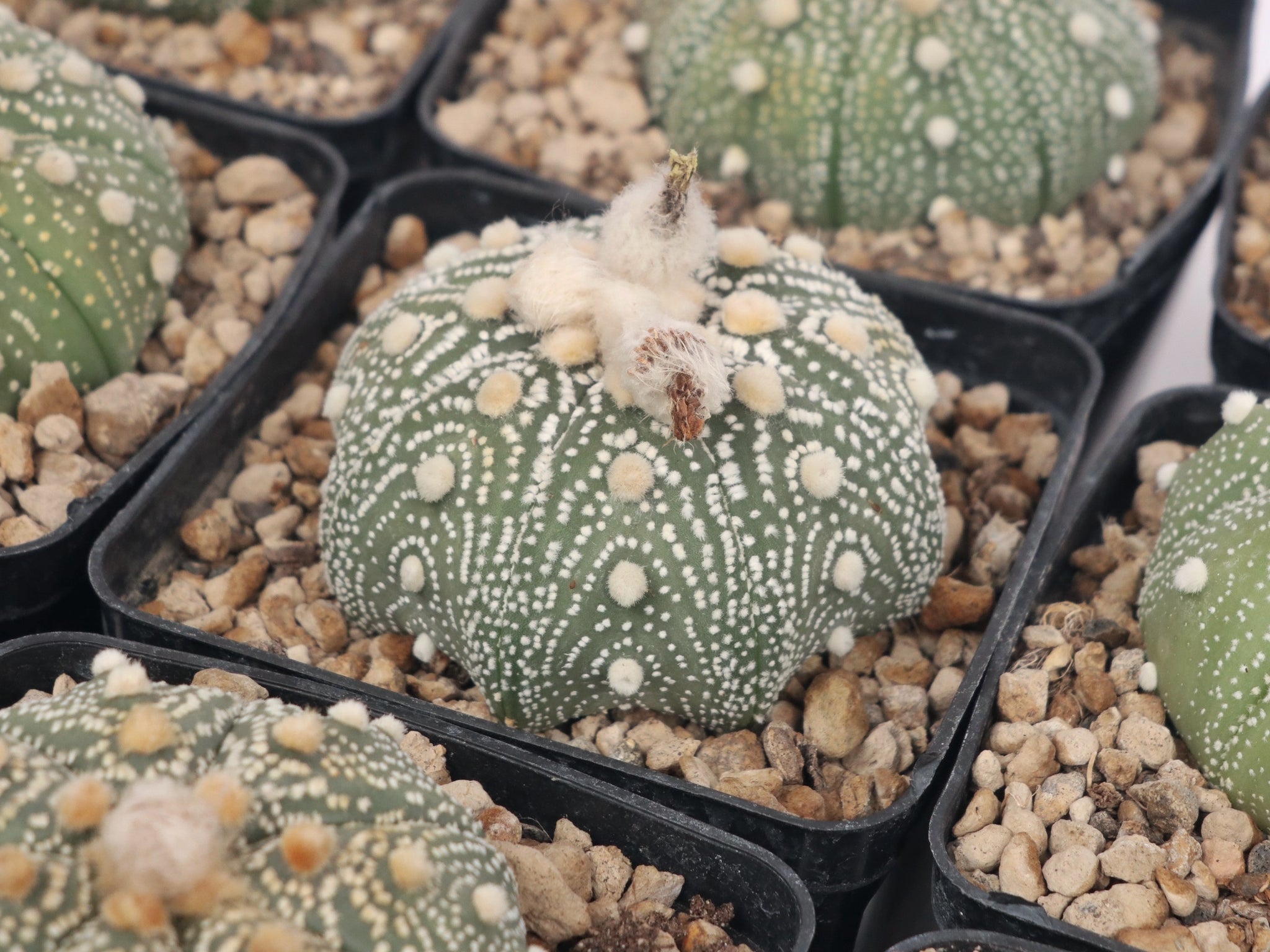 Astrophytum asterias – Conservatory Archives