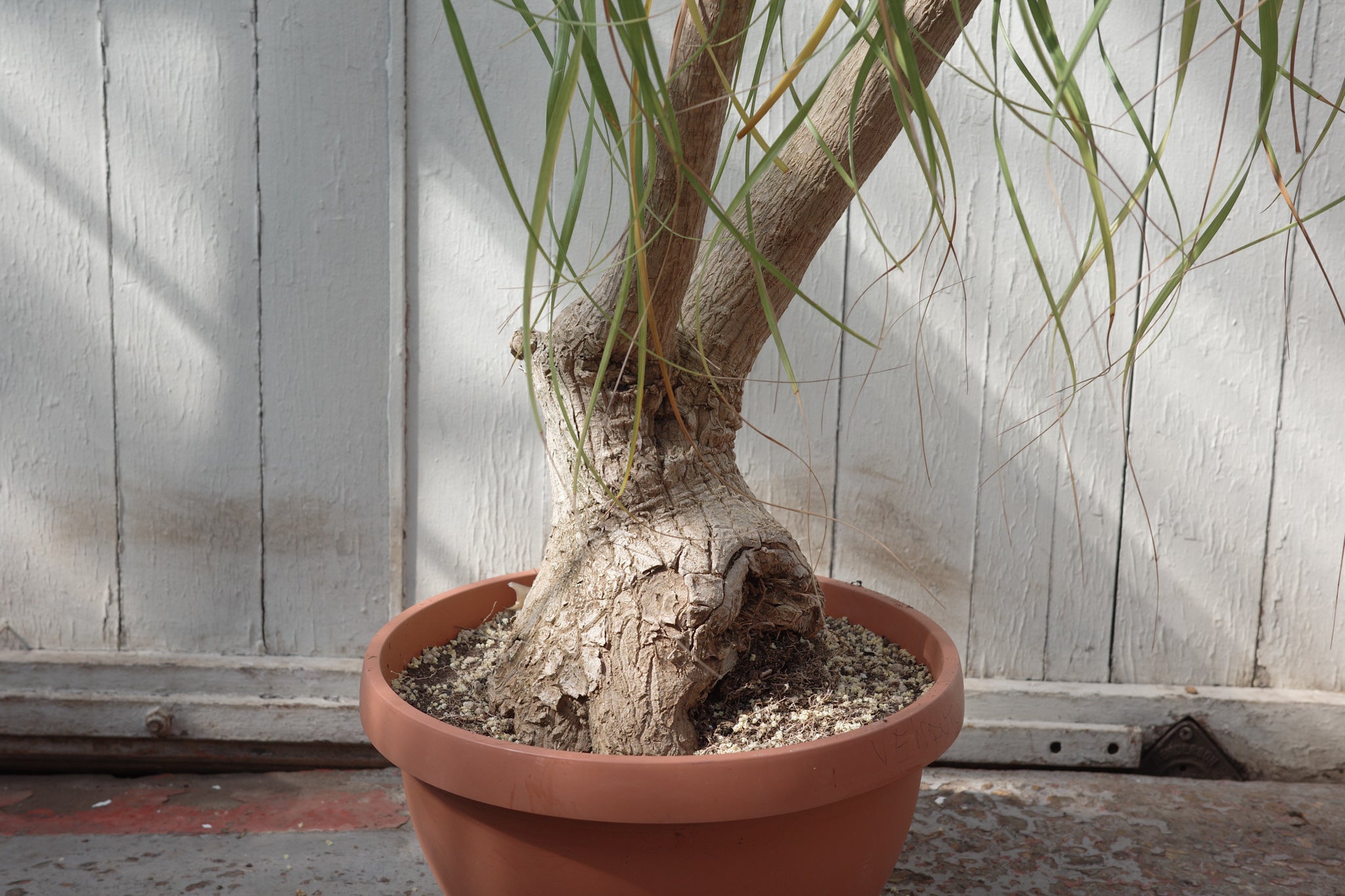 buy ponytail palm uk Beaucarnea recurvata – Conservatory Archives