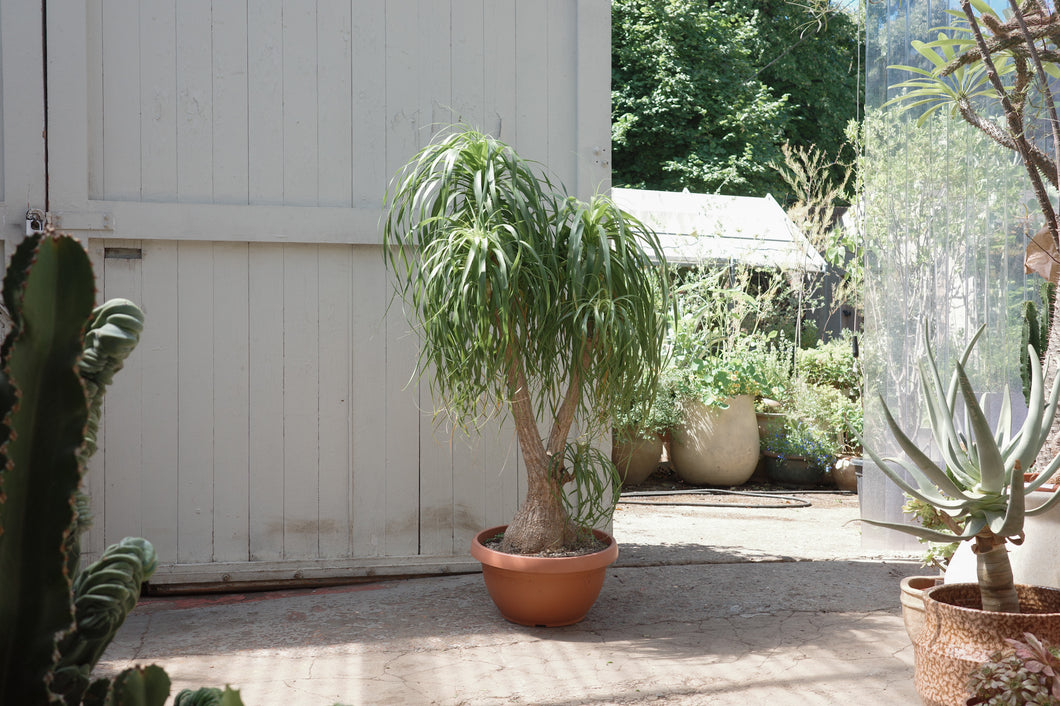 Beaucarnea recurvata Specimen 50 / 180