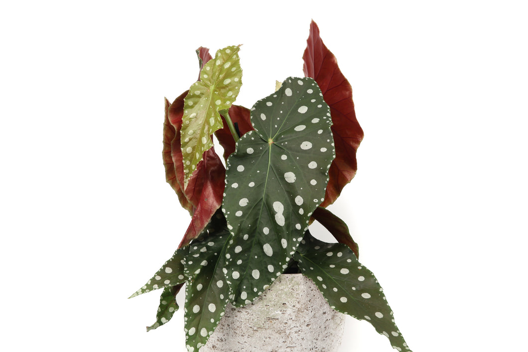 Begonia maculata 'Megadot'