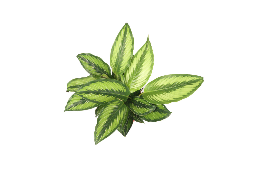 Calathea ornata 'Beauty Star'