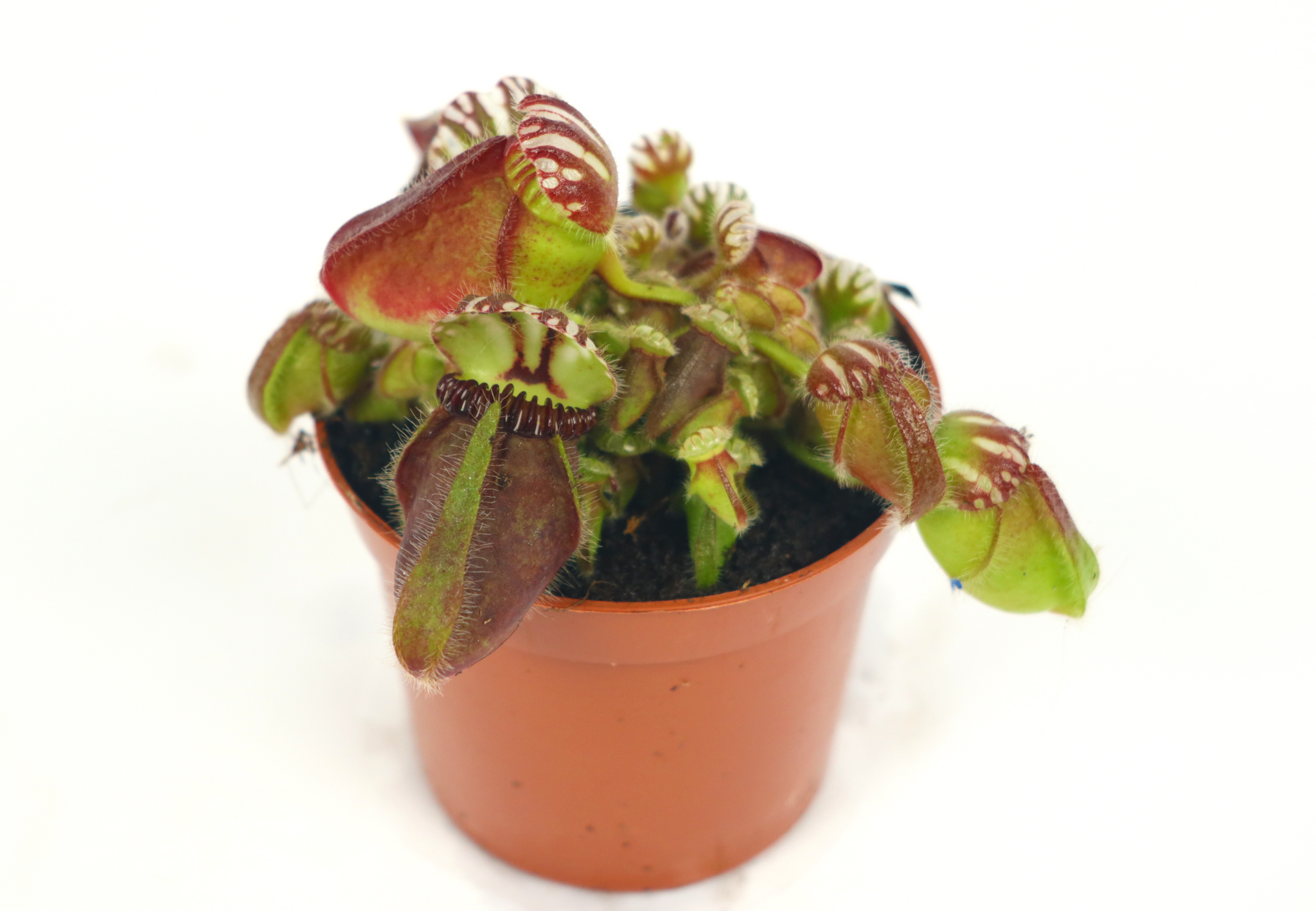 Cephalotus_follicularis_3_2048