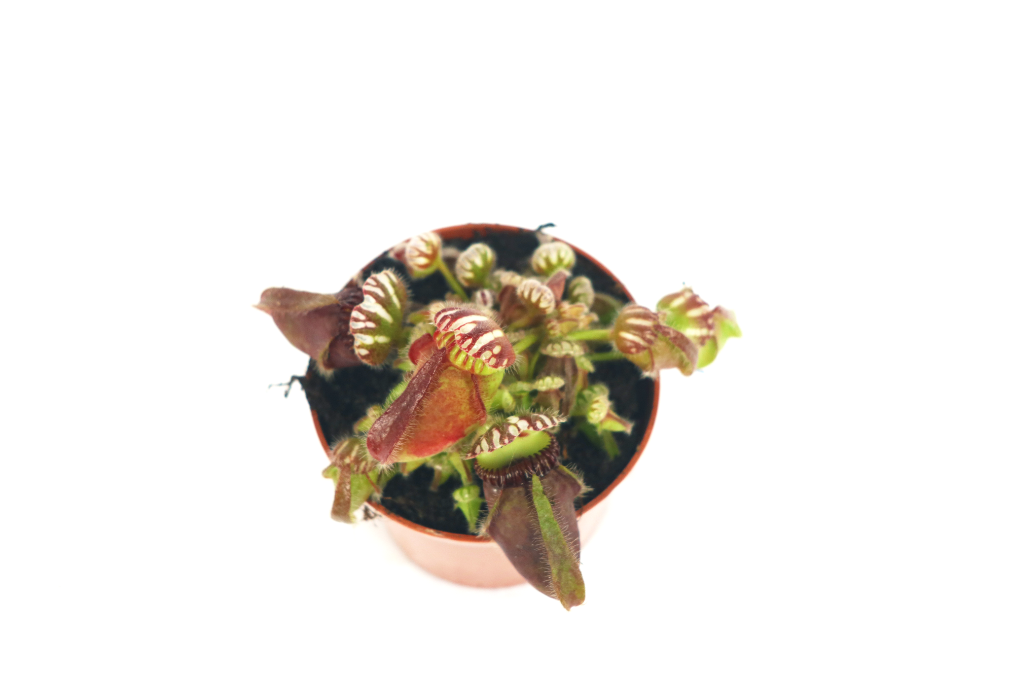 Cephalotus follicularis – Conservatory Archives