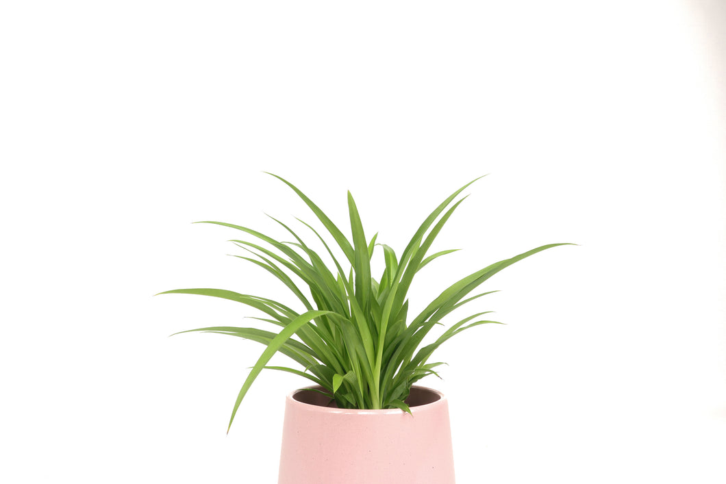 Chlorophytum comosum 'Lemon'