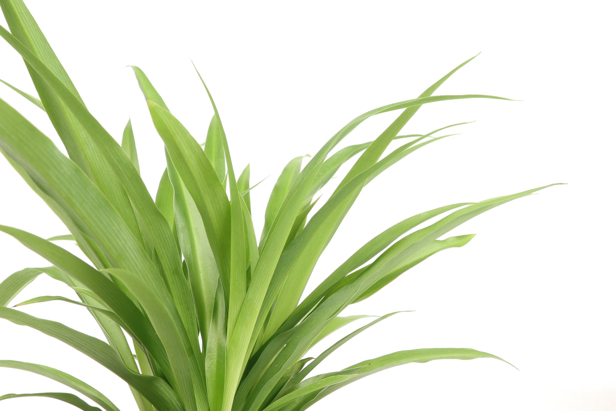 chlorophytum lemon Chlorophytum comosum 'Lemon' – Conservatory Archives