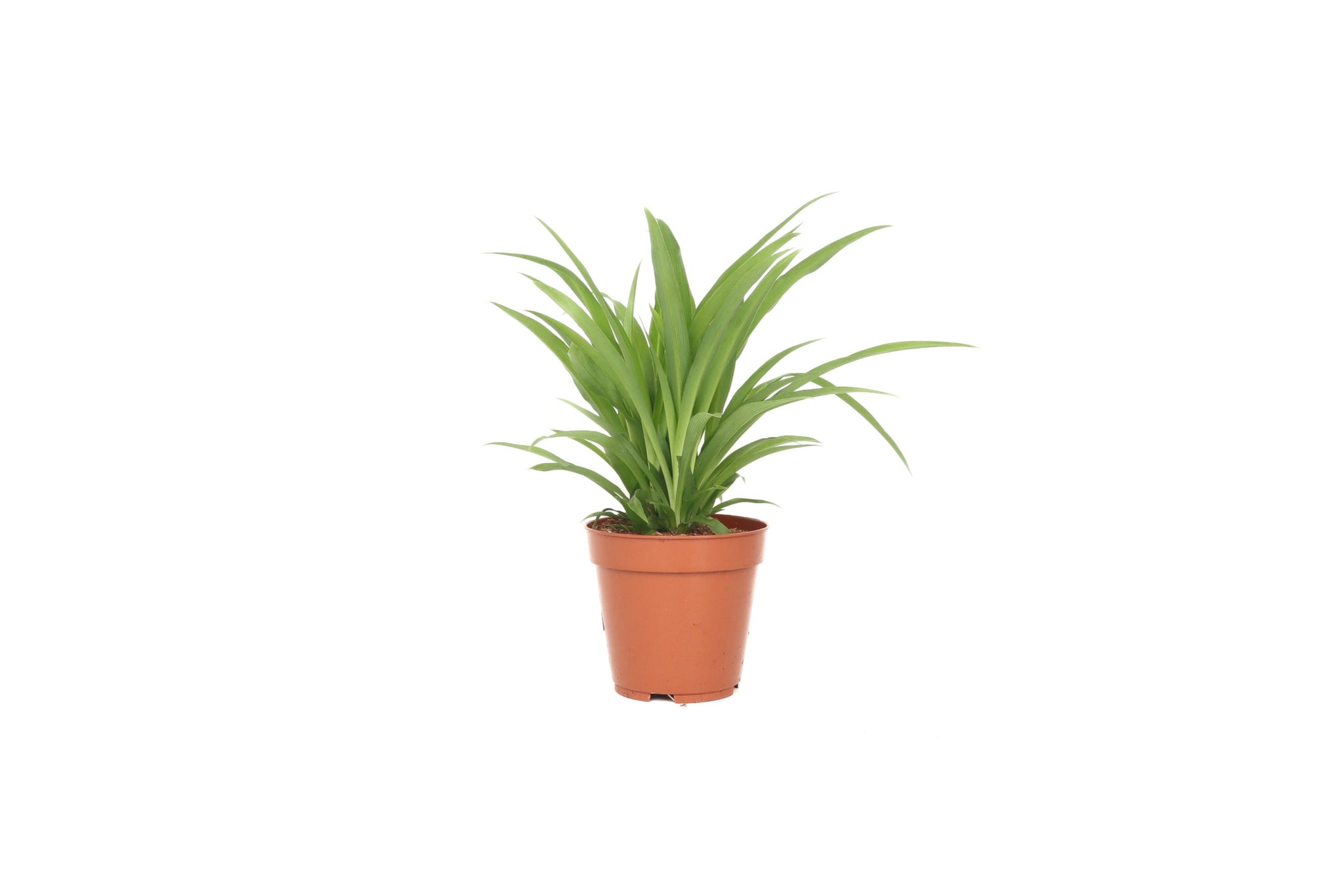 chlorophytum comosum lemon Chlorophytum comosum 'Lemon' – Conservatory Archives