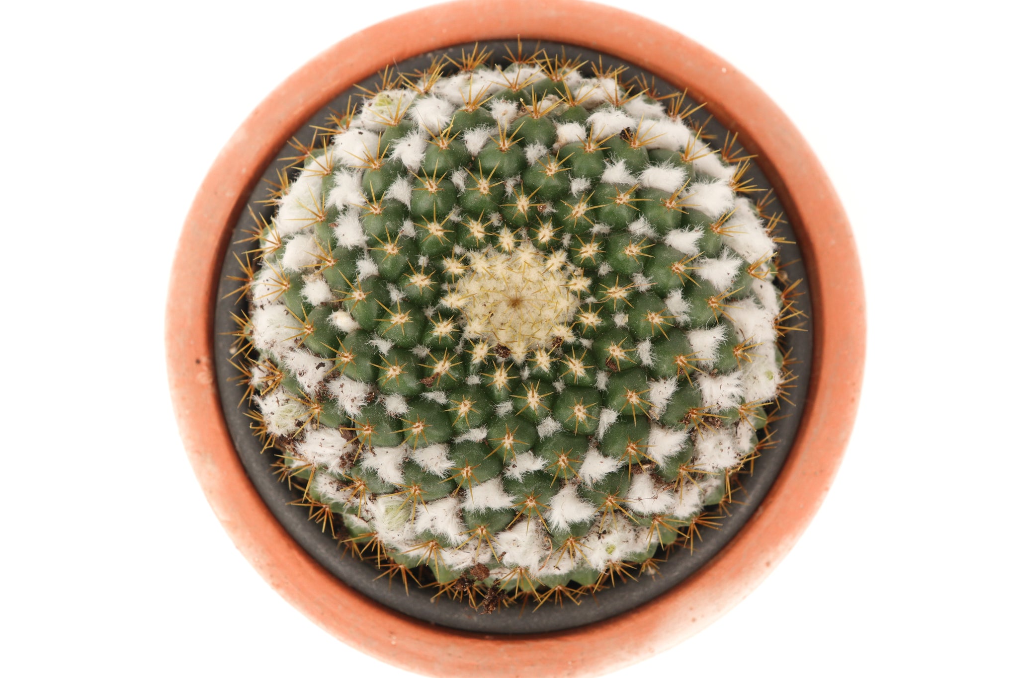 Mammillaria marksiana – Conservatory Archives