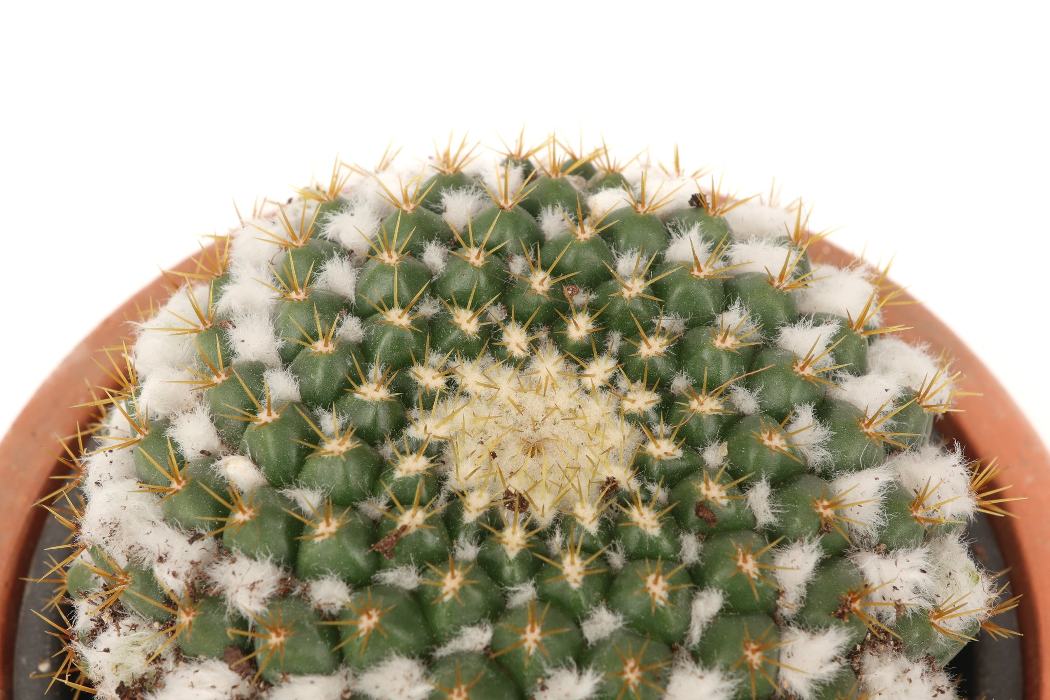 Mammillaria marksiana – Conservatory Archives