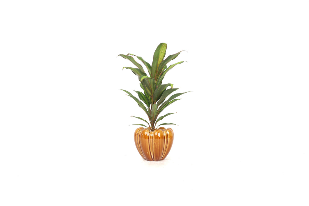 Cordyline fruticosa 'Kiwi'