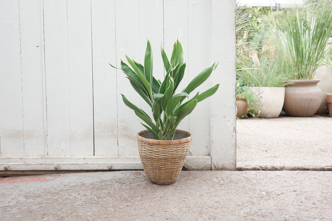 Cordyline fruticosa 'Conga'