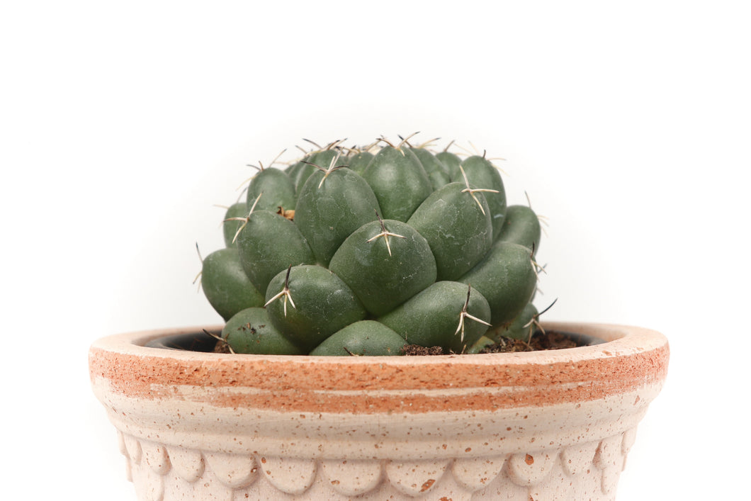 Coryphantha elephantidens