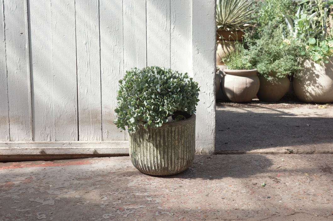 Crassula arborescens