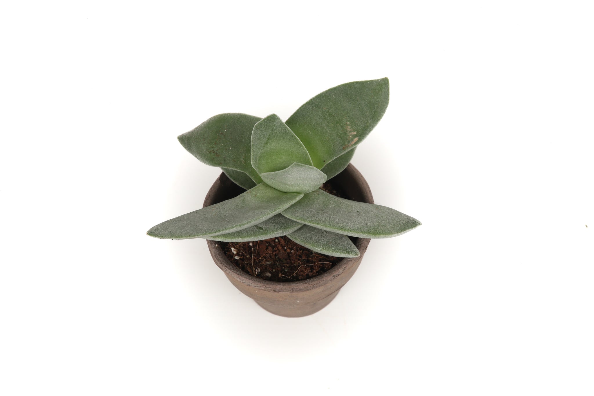 boomerang plant Crassula 'Boomerang' – Conservatory Archives