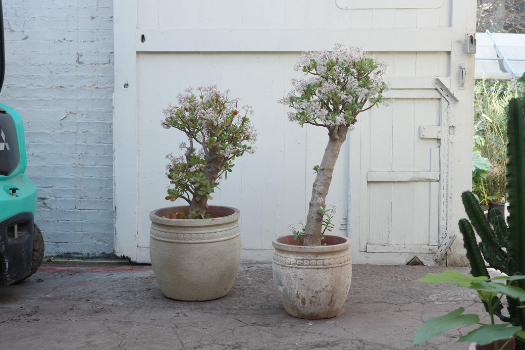 Crassula ovata