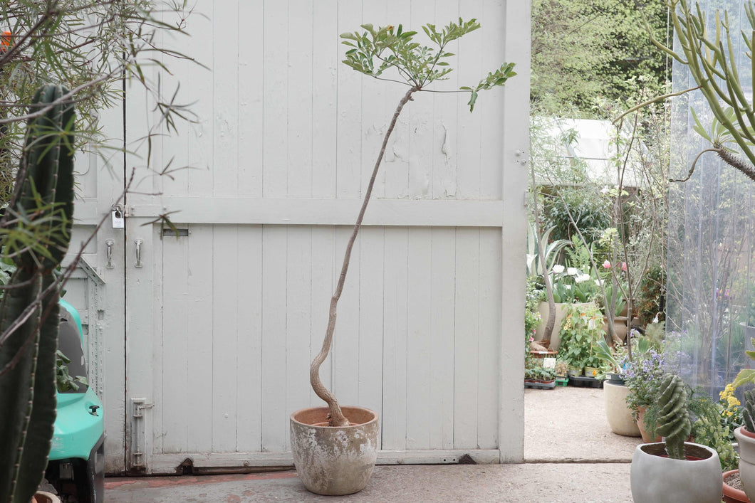 Cussonia spicata Specimen 38 / 240