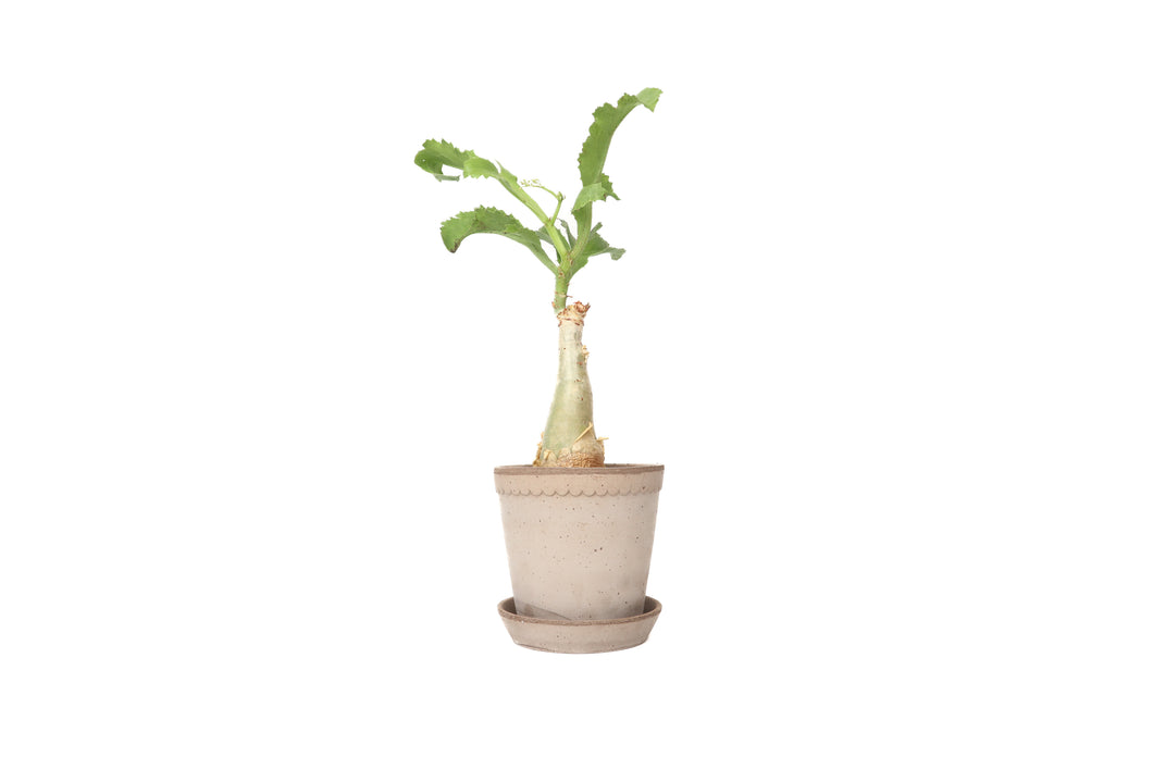 Cyphostemma juttae