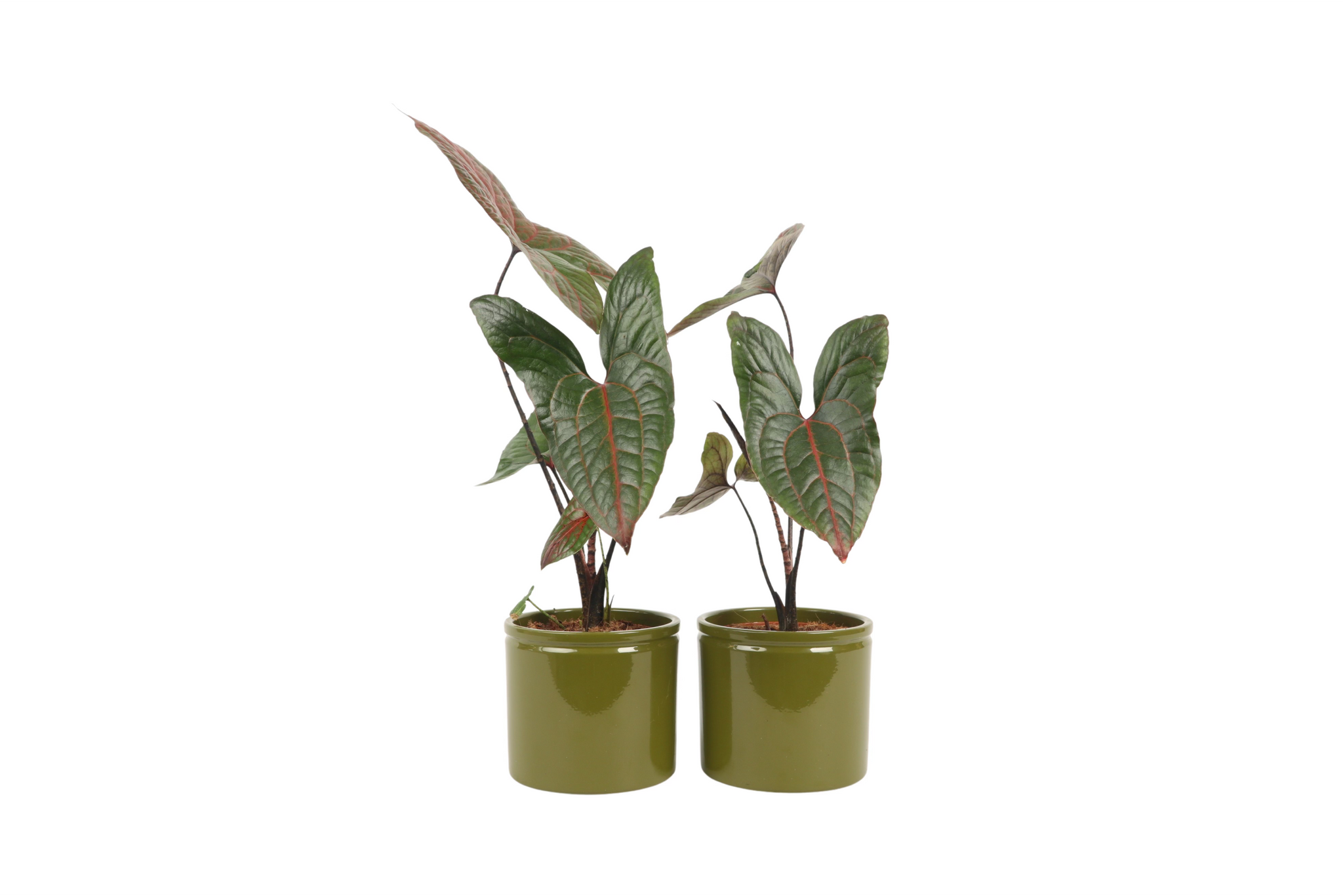 philodendron black jack Cyrtosperma johnstonii 'Black Jack' – Conservatory Archives