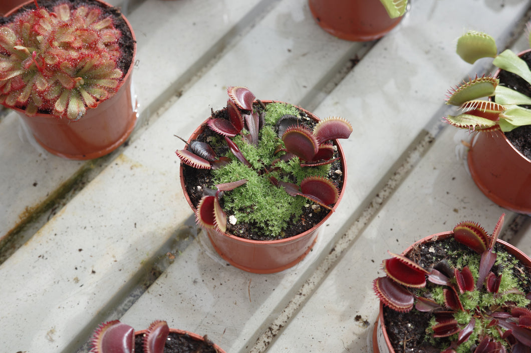 Dionaea muscipula 'Red Piranha'