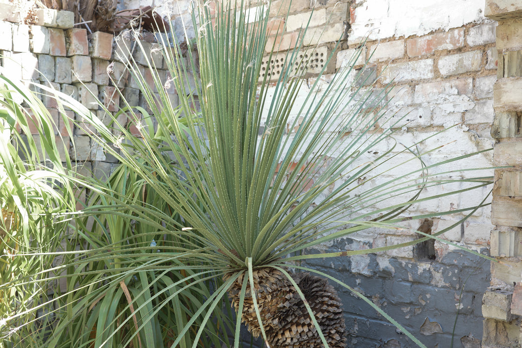 Dasylirion serratifolium