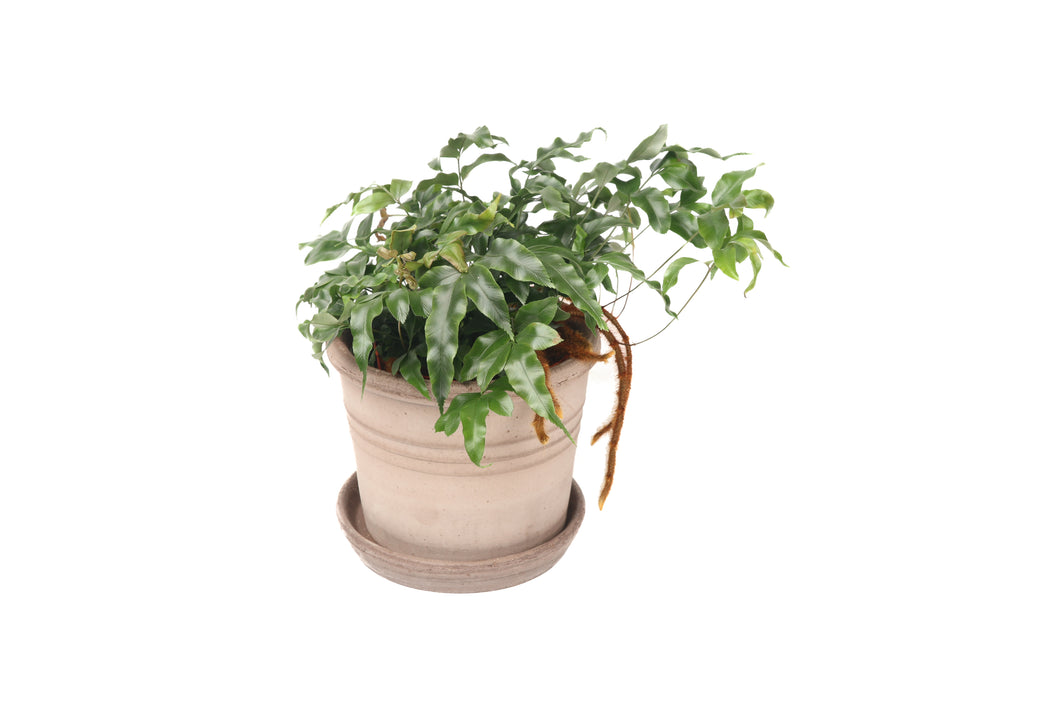 Davallia pentaphylla